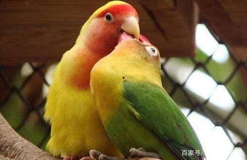 亚洲鹦鹉说话视频